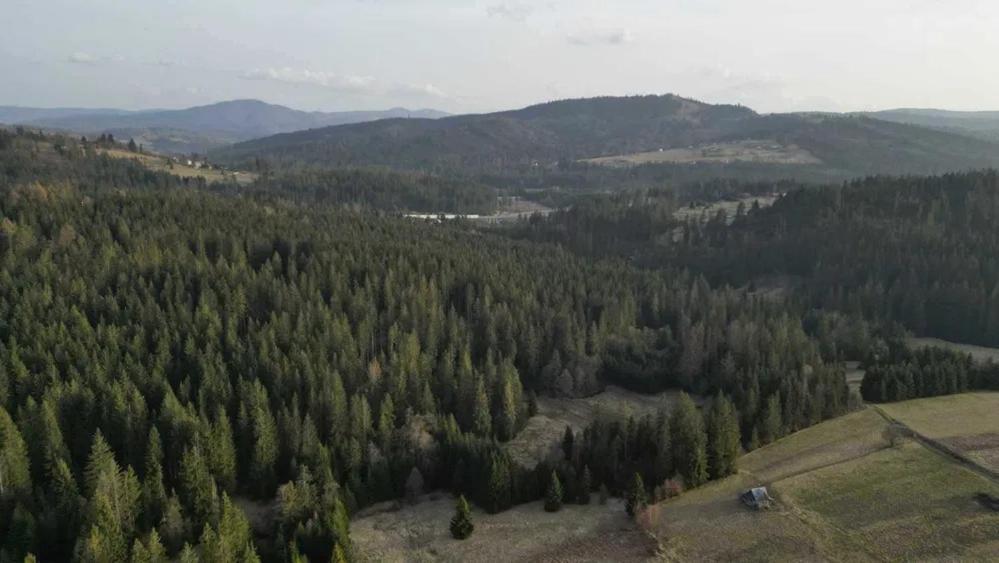 Olberowka Laliki